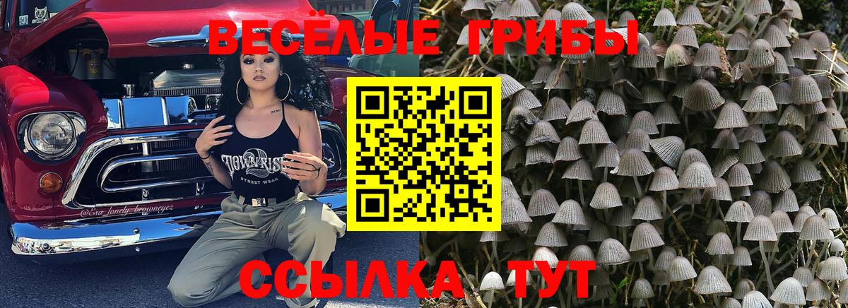 Галлюциногенные грибы Psilocybine cubensis Гай
